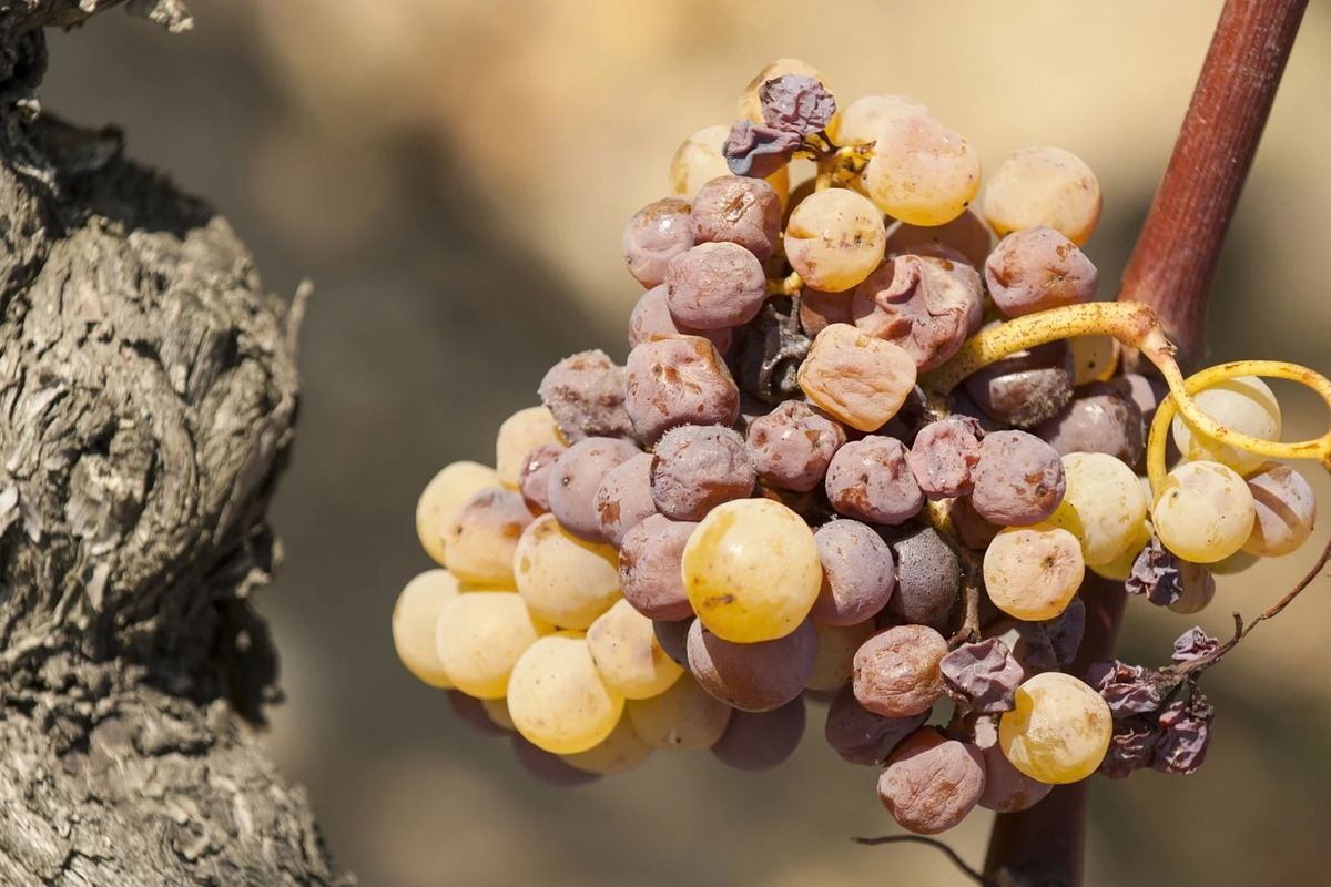 Guía Definitiva de Sauternes: La Magia de la Botritis, Estilos y Qué Etiquetas Elegir