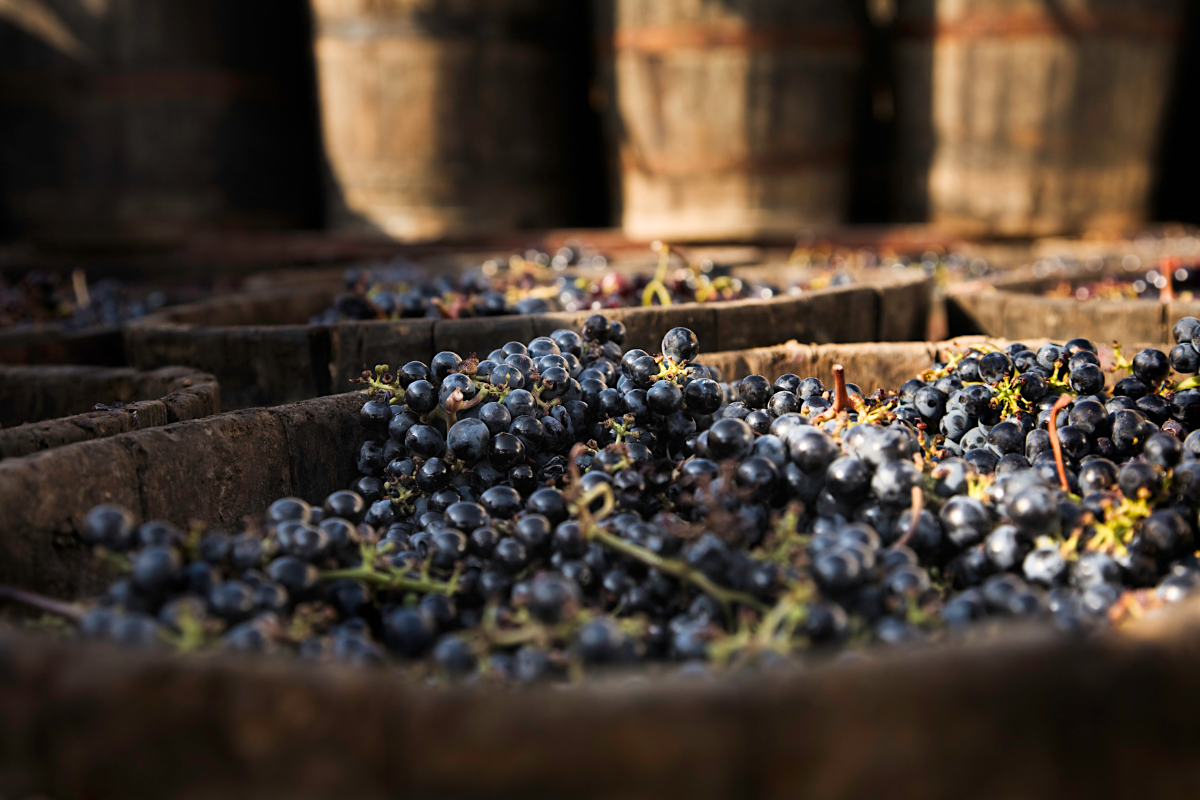 Tipos de uvas y estilos de vino tinto